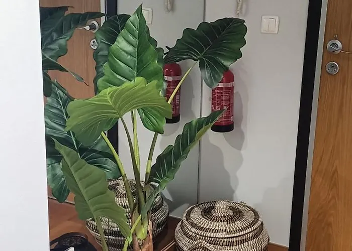 Palms Funchal (Madeira)