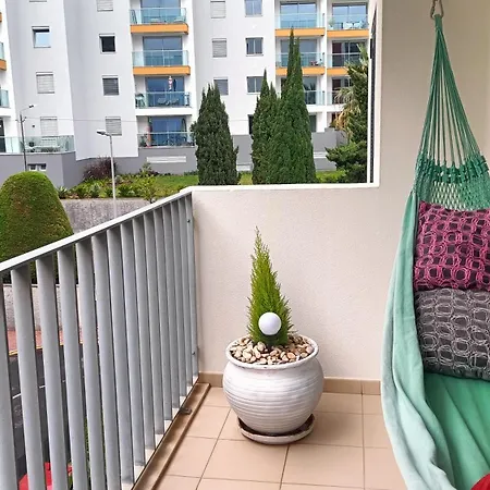 Palms * Funchal (Madeira)